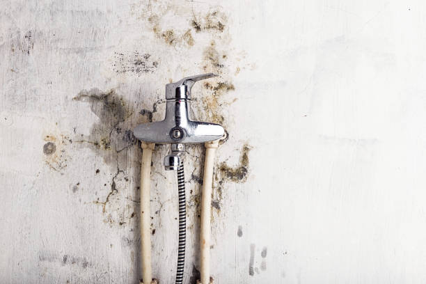 Best Black Mold Removal  in Maunawili, HI