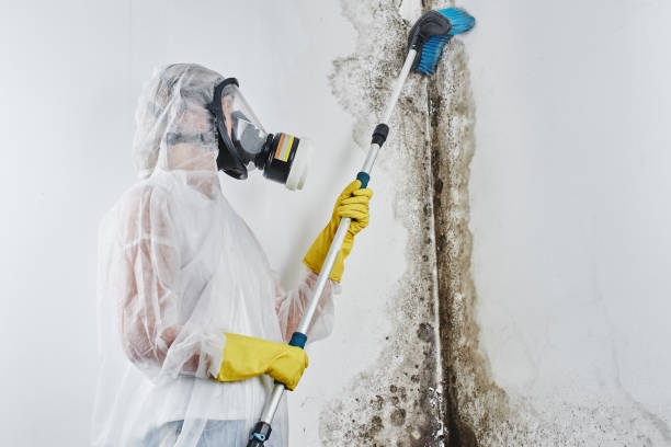 Best Mold Cleaning Services  in Maunawili, HI