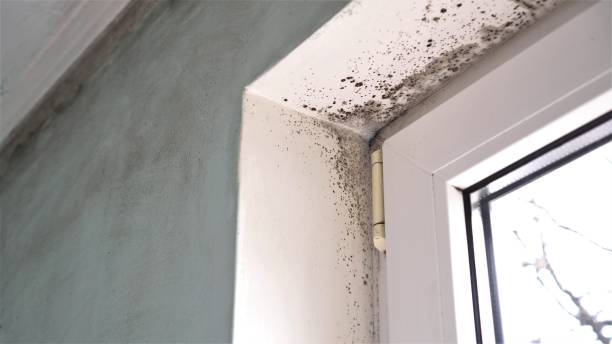 Best Local Mold Removal Service  in Maunawili, HI