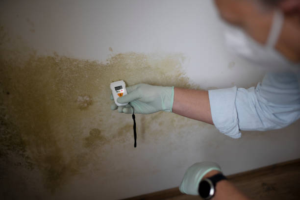 Best Attic Mold Removal  in Maunawili, HI