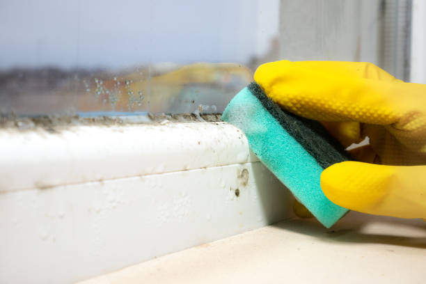 Best Mold Removal Company Near Me  in Maunawili, HI