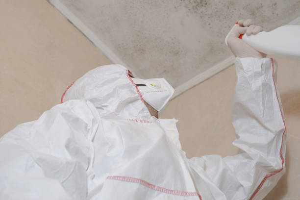 Best Attic Mold Removal  in Maunawili, HI