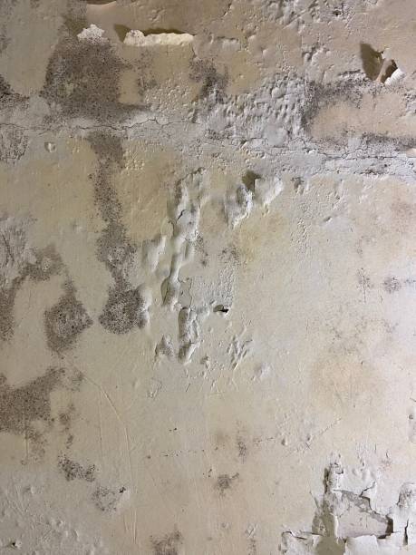 Crawl Space Mold Removal in Maunawili, HI