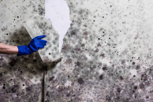 Best Certified Mold Removal  in Maunawili, HI