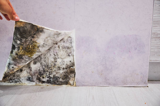 Best Office Mold Removal Services  in Maunawili, HI
